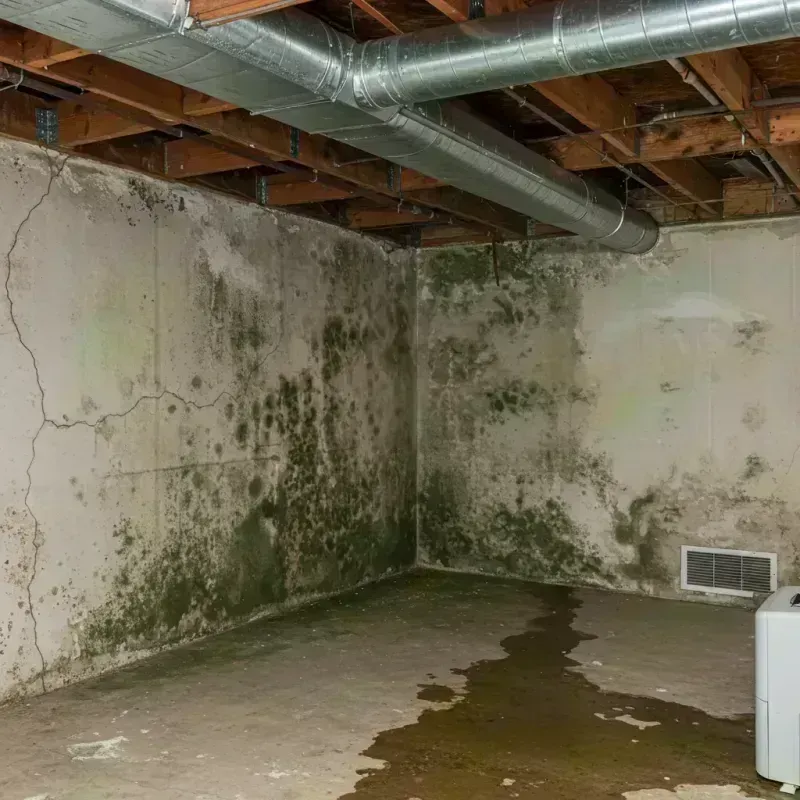 Professional Mold Removal in Fountainebleau, FL